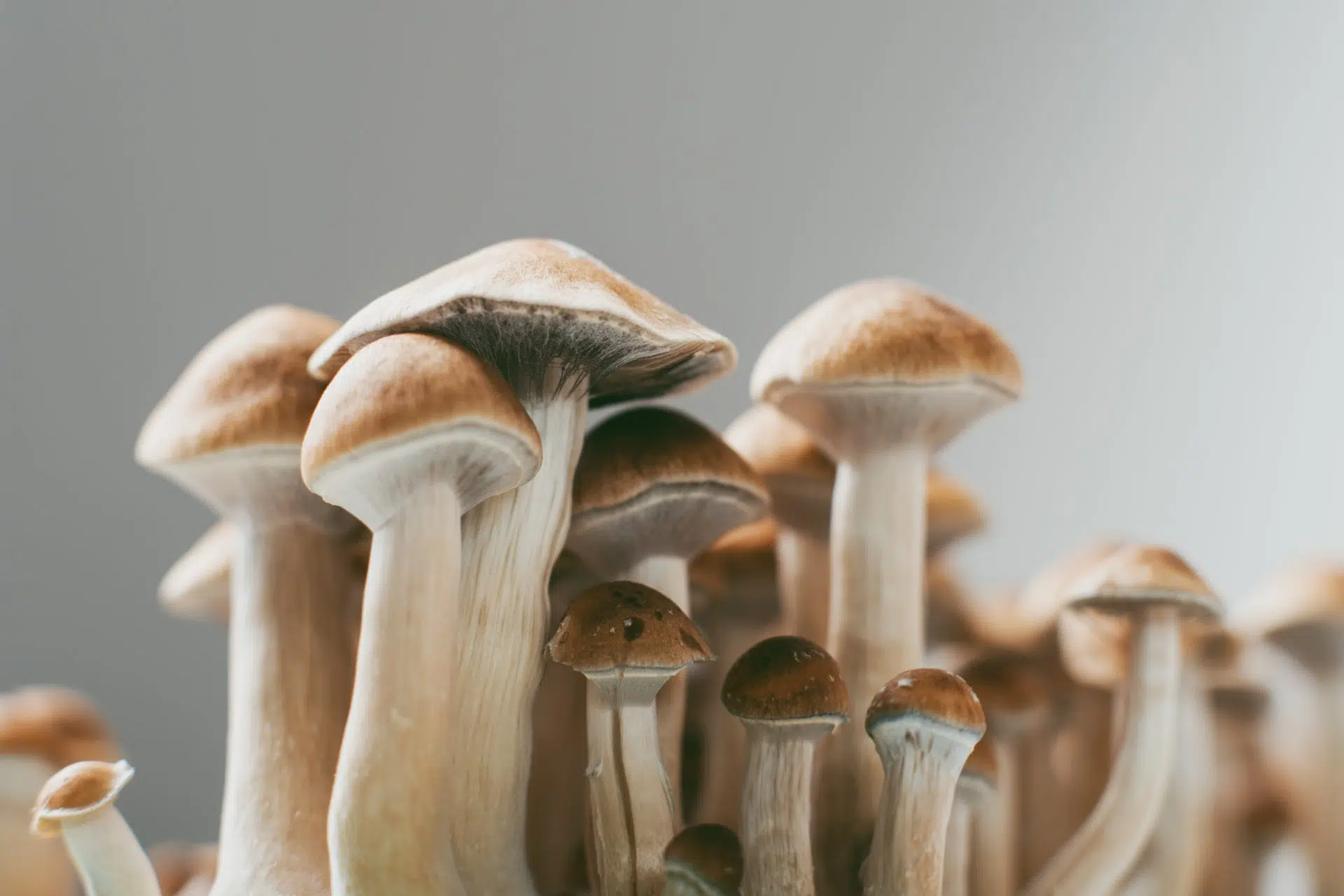 Exploring the Controversy: Can You Smoke Shrooms?