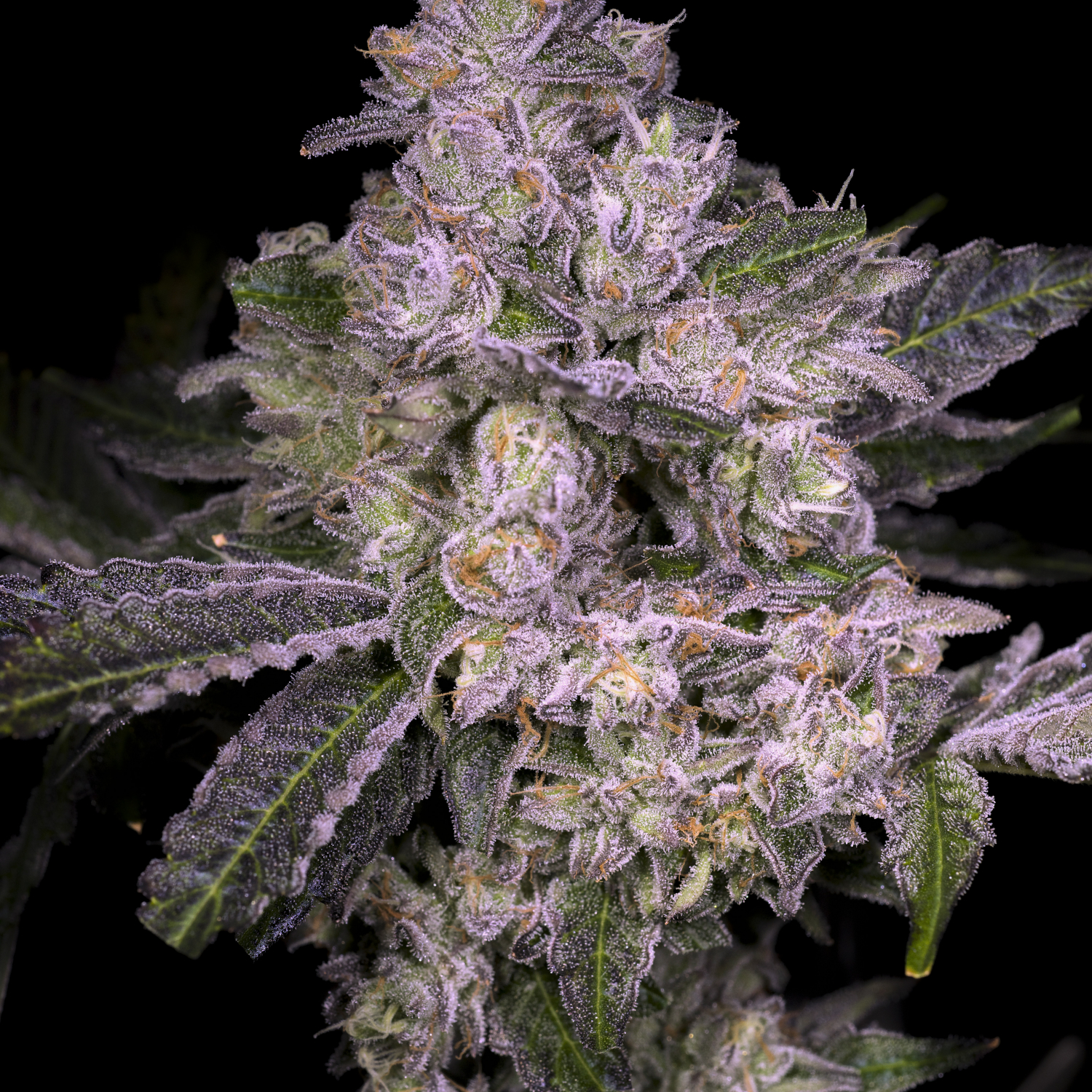 Exploring the Enigmatic Potency of the Pure Michigan Strain